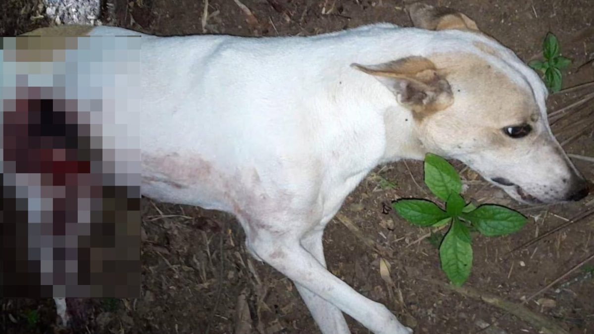 El perro murió tras ser atacado a machetazos. LA PRENSA / Tomada de redes sociales