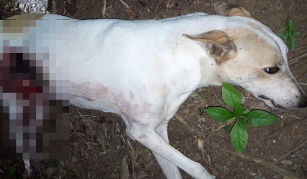 Maltrato animal en Jinotepe: matan a perro a machetazos