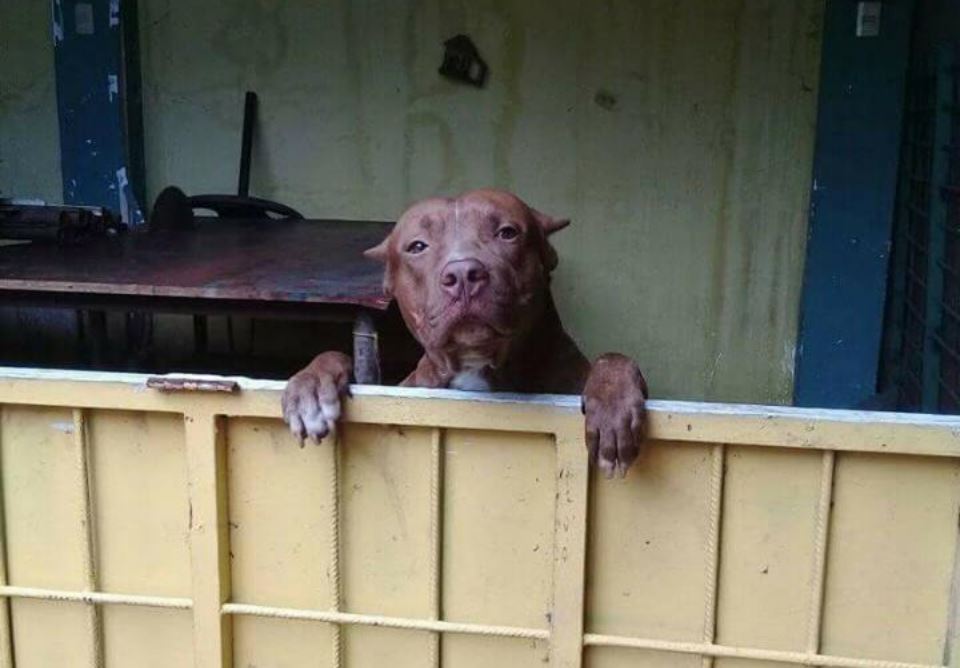 Zeus, el perro de tipo pitbull sacrificado brutalmente en 2018, luego de morder a dos personas en Managua.