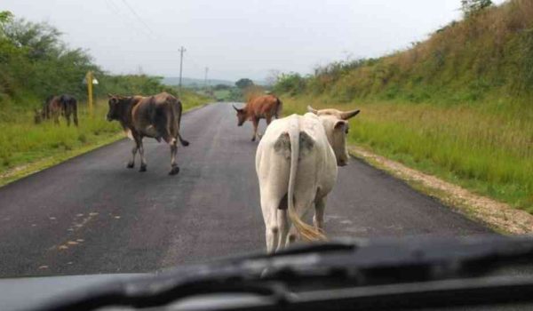 Semovientes sobre la carretera. Foto ilustrativa tomada de Vos TV.