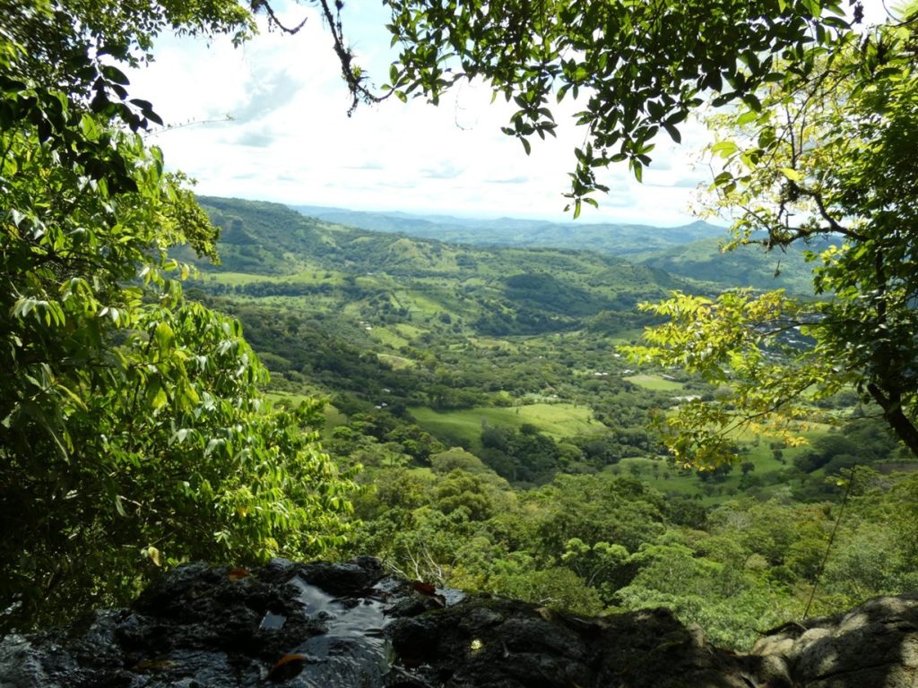 A la ardilla nicaragüense le encantan los lugares bajos. LA PRENSA/ MARENA