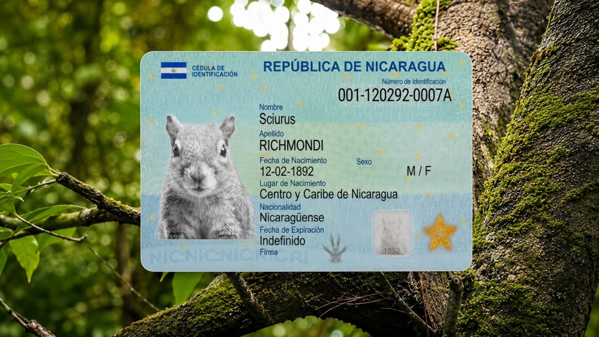En 1892 se determinó que hay una ardilla que solo existe en Nicaragua y habita en el centro y en el Caribe del país. LA PRENSA/ ARTE