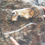 Fósil de entre 5 y 7 millones de años en Somoto abre nuevas pistas sobre la fauna prehistórica de Nicaragua