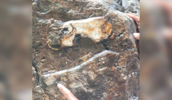 Encuentran fósil de interés en el Cañón de Somoto. Foto: Facebook Paleontología de Nicaragua