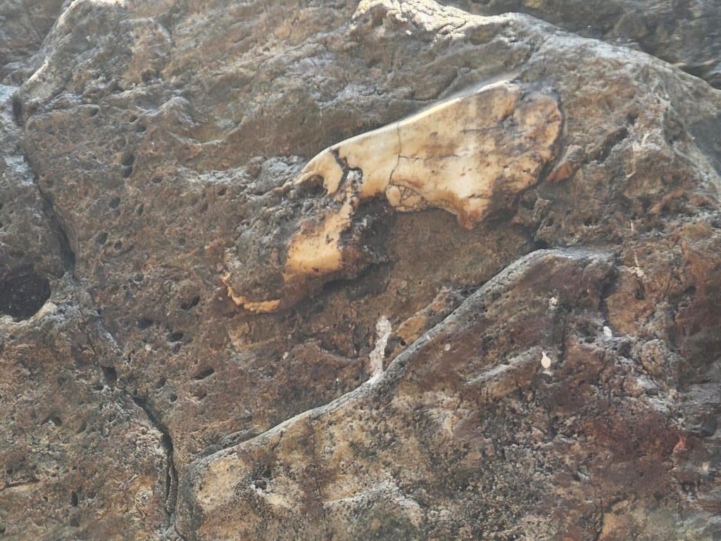 Fósil encontrado en el Cañón de Somoto