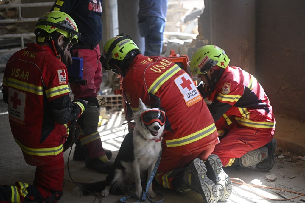 El perro Halley, de los especialistas de México, fue fundamental para encontrar al sobreviviente del terremoto Hernán Gil. FEDERICO PARRA/AFP