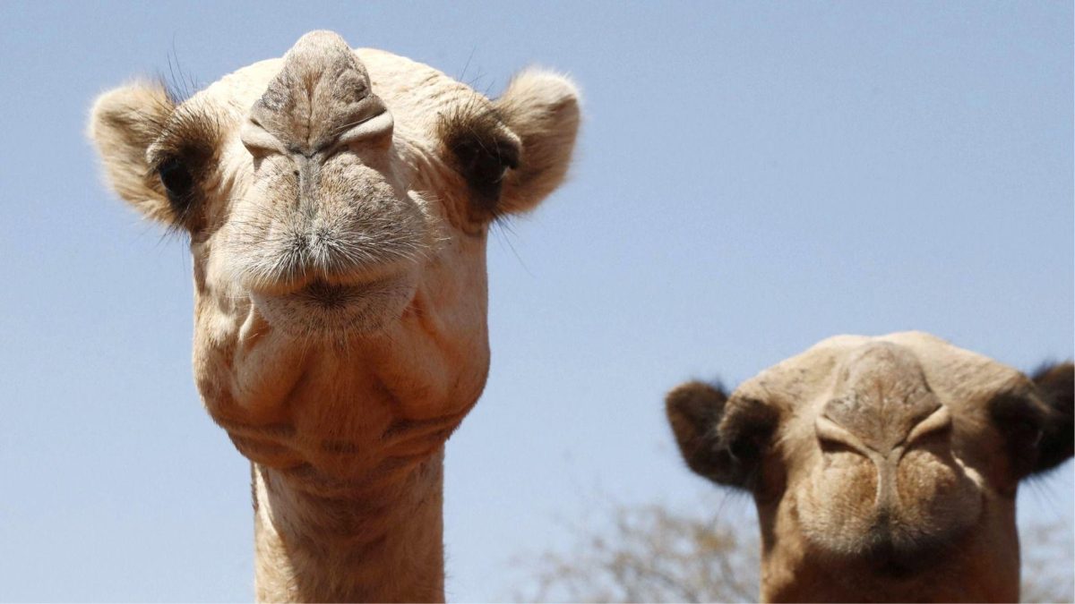 Durante generaciones los pastores en África han optado por criar camellos debido a su reconocida resistencia. Foto: BBC Mundo