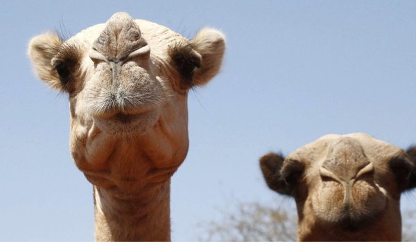 Durante generaciones los pastores en África han optado por criar camellos debido a su reconocida resistencia. Foto: BBC Mundo