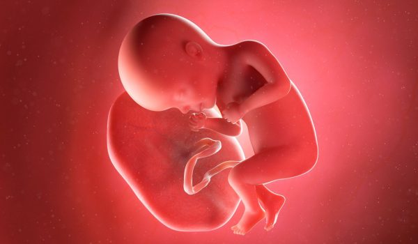Por qué existe el negocio del tráfico de placenta humana