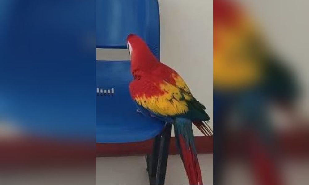 La lapa roja es un ave en peligro de extinción en Nicaragua debido a la pérdida de su hábitat y al comercio ilegal.