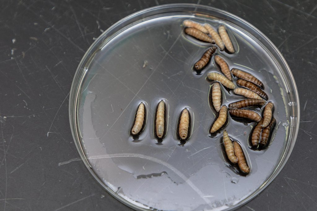 Fotografía cedida por Vanessa Olarte que muestra larvas de moscas en las instalaciones de la Comisión Panamá-Estados Unidos para la Erradicación y Prevención del Gusano Barrenador del Ganado (COPEG). EFE/ FAO/ Vanessa Olarte
