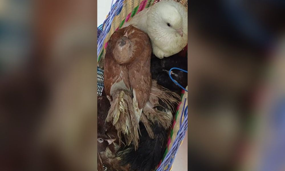 Palomas de castillas también serían comercializadas en la terminal buses de Estelí