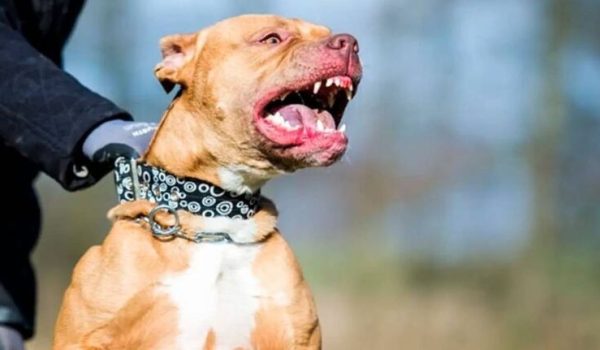 Perro pitbull mata a hombre de 34 años tras atacarlo en una vivienda de Managua