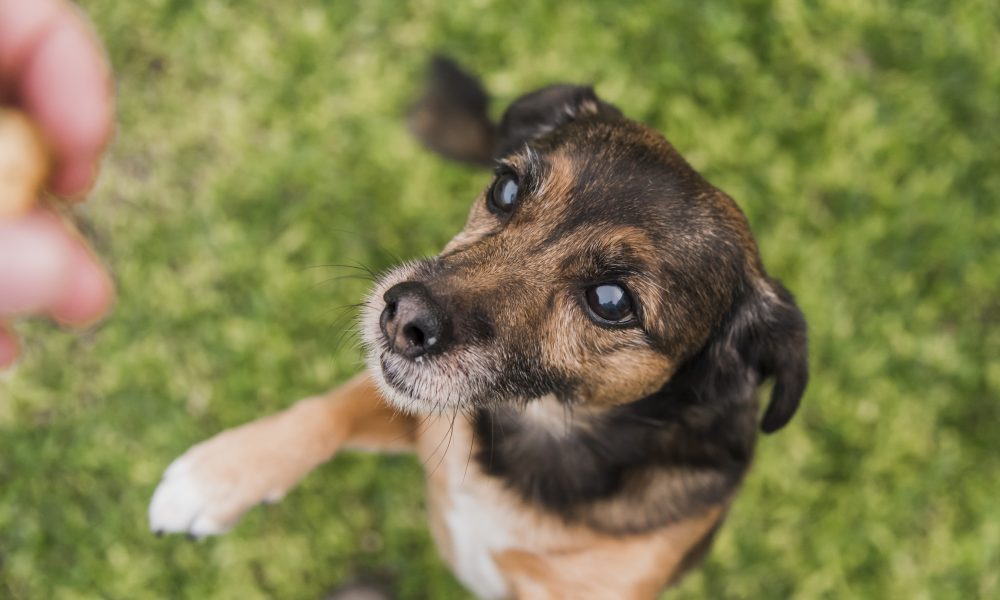 La alimentación de tu mascota no es un gasto, es una inversión en su salud. Tomado de Freepick