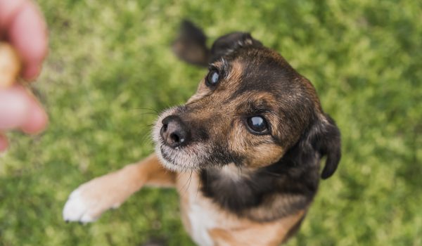 Cuidado de perros: 4 consejos para mantenerlos saludables