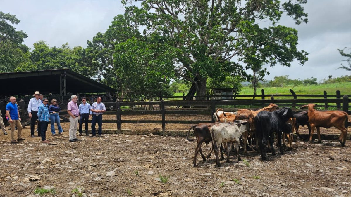 VIsita de embajador de la Unión Euopea para verificar implementación de buenas prácticas promovidas a través del programa Bovinos, financiado por la UE. Foto: UE.
