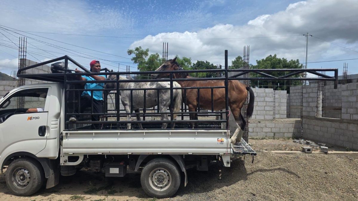 Ganado removido de la vía pública en Estelí. Alcaldía de Estelí