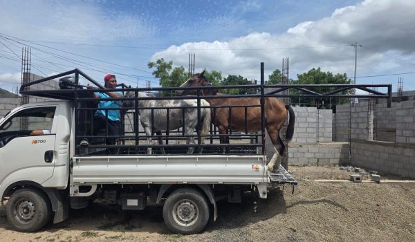 Alcaldía de Estelí remueve ganado que deambulaba en la vía pública