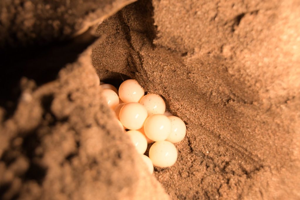 Huevos de tortugas marinas de la especie paslama. Foto: Marena.