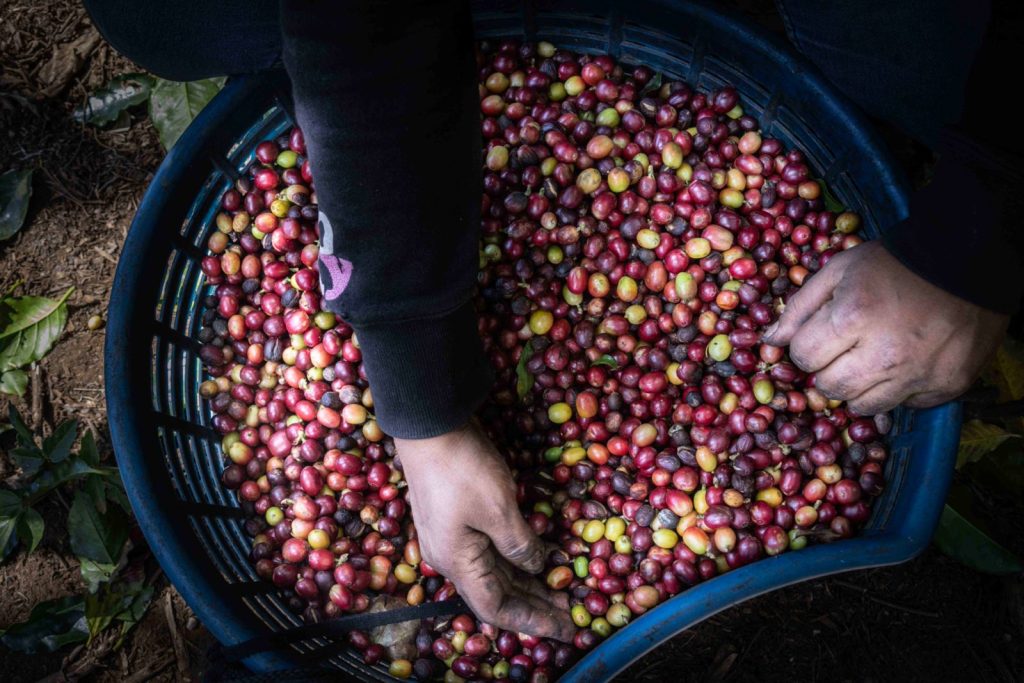 Miles de trabajadores agrícolas de Nicaragua viajan a Costa Rica a levantar la cosecha de café