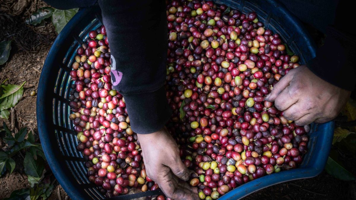 Miles de trabajadores agrícolas de Nicaragua viajan a Costa Rica a levantar la cosecha de café