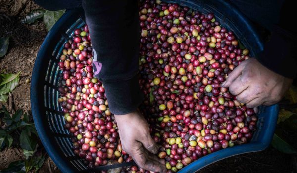 Miles de trabajadores agrícolas de Nicaragua viajan a Costa Rica a levantar la cosecha de café