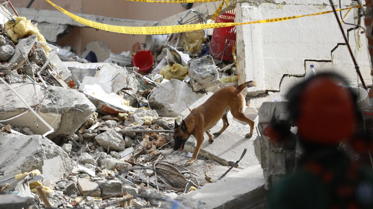 Un perro de rescate participa en una jornada de búsqueda en una zona afectada por el terremoto este miércoles, en Cali (Colombia). EFE/ Ernesto Guzmán Jr