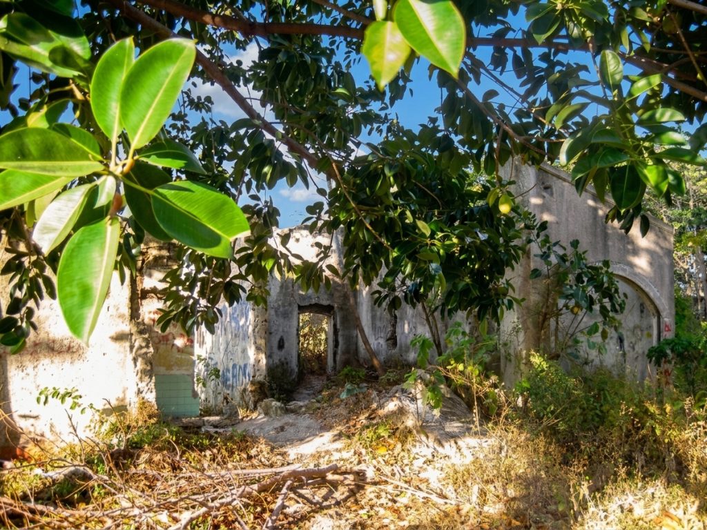 Un árbol de hule acompañó durante décadas las ruinas de la vivienda. LA PRENSA / ARCHIVO REDES