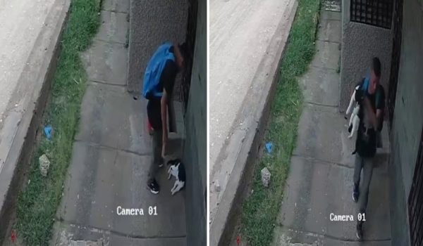 Denuncian robo de gatos en barrios de Jinotega