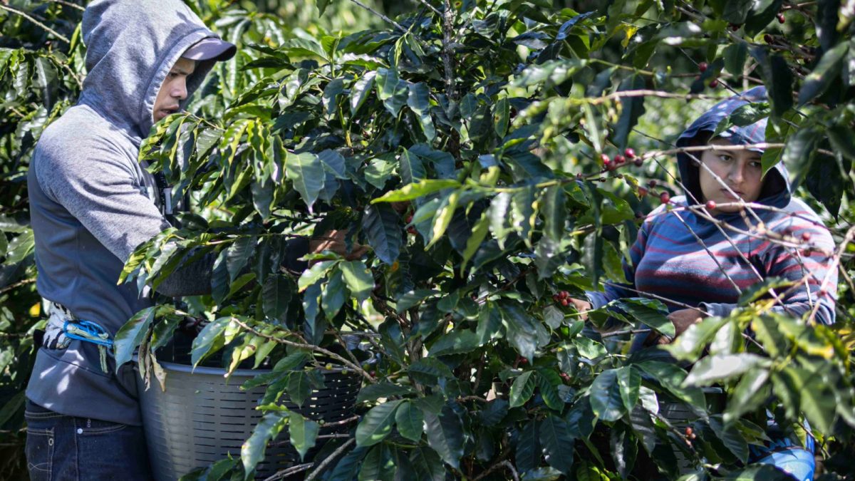 Trabajadores nicaragüenses cortan café en Costa Rica.