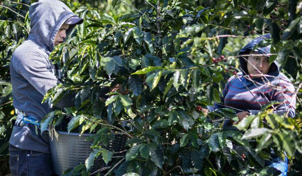 Búsqueda de cortadores de café en Costa Rica agudizará crisis del sector cafetalero de Nicaragua