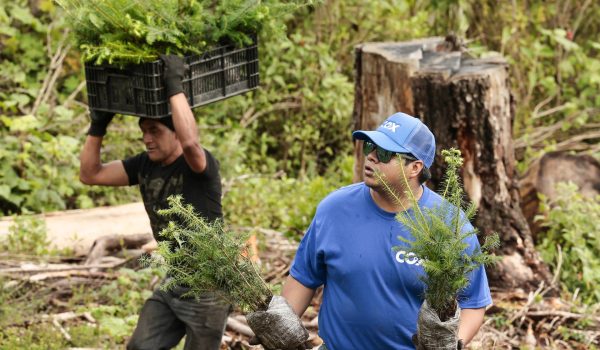 Voluntarios se suman a programa de reforestación para plantar 12.000 árboles en México