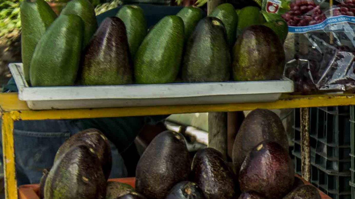 aguacates, aguacate, "oro verde", frutas típicas, frutas