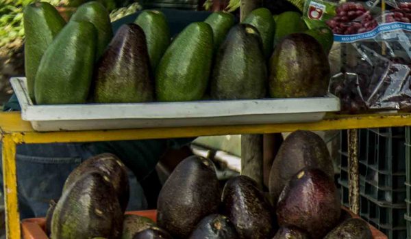 Científicos de EE. UU. descubren que el aguacate de Nicaragua conserva ADN vinculado a migraciones prehistóricas