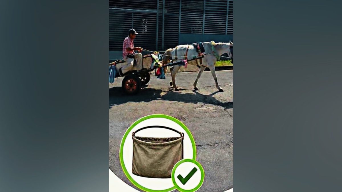 Alcaldía de Ciudad Sandino ordena a carretoneros portar "pañaleras ecológicas" para sus caballos. Foto: Tomada de la Alcaldía de Ciudad Sandino.