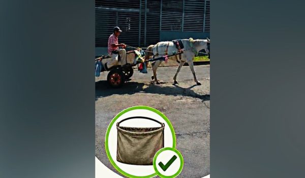 Alcaldía de Ciudad Sandino ordena a carretoneros usar pañaleras ecológicas para recoger heces de caballos