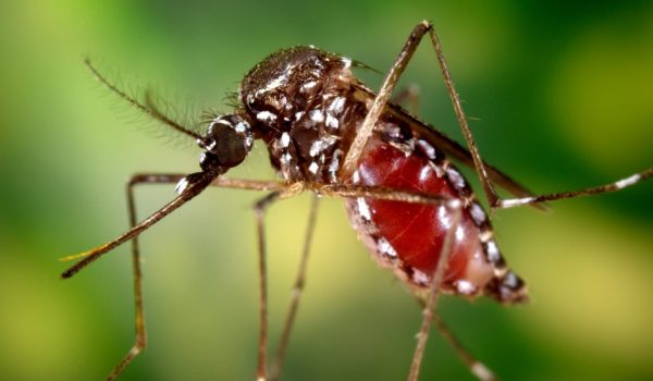 Chikungunya en Nicaragua: síntomas y cómo tratarlo en casa