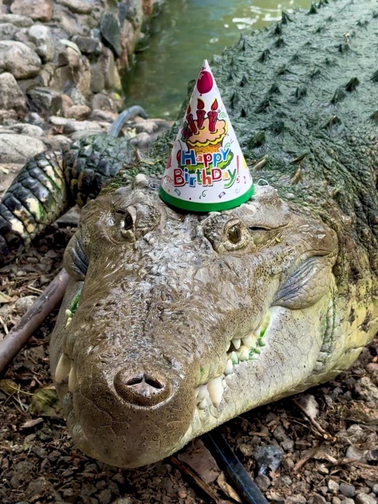 "Hoy el zoológico de Almaty celebra un acontecimiento especial, el cocodrilo cubano Fidel celebra su 40 cumpleaños", indicó la administración de la antigua capital de Kazajistán. Según las autoridades, Fidel nació en 1986 y llegó a Almaty en 2001, procedente del zoológico de Riga, la capital de Letonia. EFE/ Gaujar Abildzhán/zoológico De Almaty