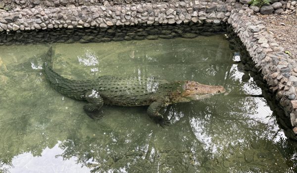 «Fidel» cumple 40 años en un zoológico de Kazajistán