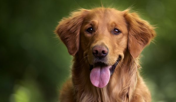 Antes de comprar el próximo alimento para tu perro, leé esto