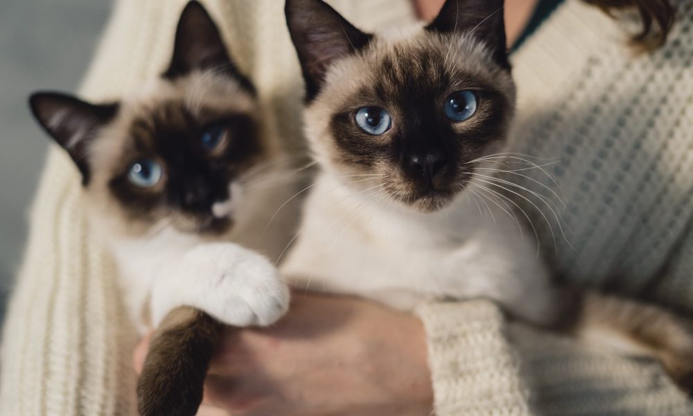 Consejos para cuidado de mascotas. gatos, gato, felinos. animales domésticos