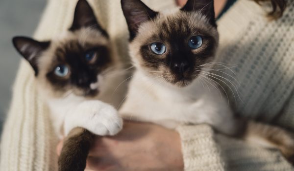 Consejos para cuidado de mascotas. gatos, gato, felinos. animales domésticos