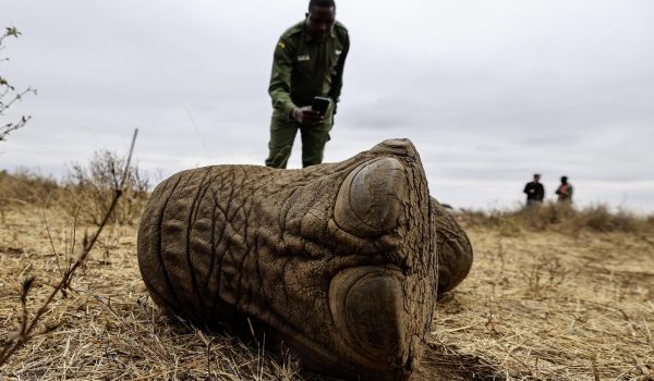 ¿Veneno o enfermedad? Una polémica envuelve la misteriosa muerte de 18 elefantes en Kenia