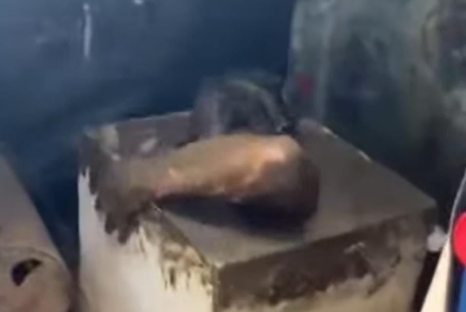 Hombre casi muere ahogado dentro de una letrina. Foto: video captura tomada de Santagermalexis/facebook.