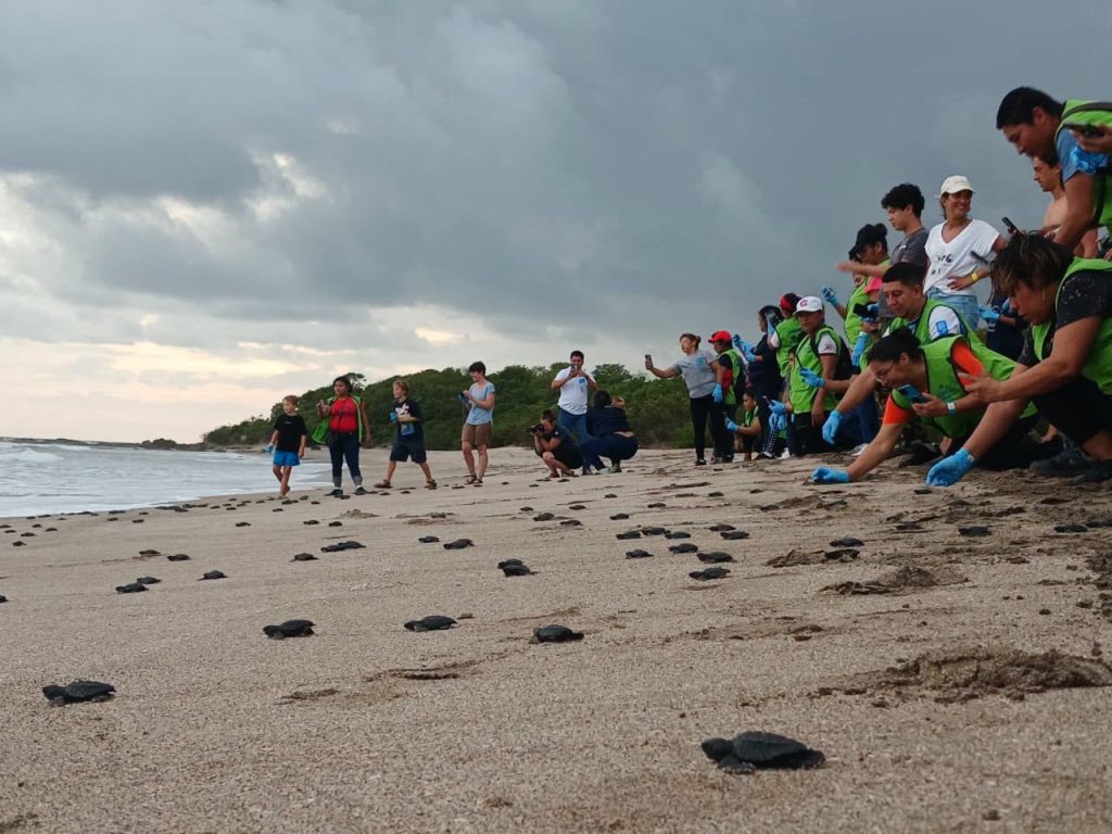 Liberación de tortuguillos en las playas del Pacífico de Nicaragua. Foto: Marena.