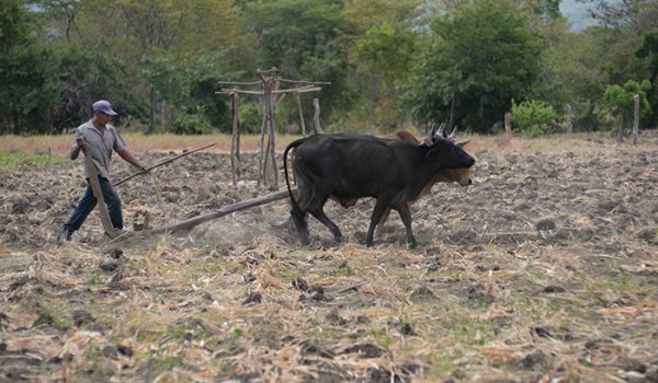 El corredor seco de Nicaragua comprende 27 municipios, sectores que representan el treinta por ciento de la producción nacional. LA PRENSA/ARCHIVO