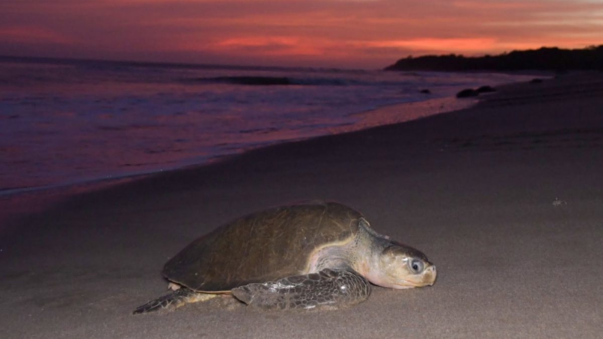 Arriban tortugas marinas de la especie Paslama en los Refugios de Vida Silvestre La Flor, ubicado en San Juan del Sur, Rivas. Foto: Tomada del Marena.