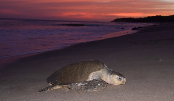 Marena advierte sobre alto porcentaje de salmonela en huevos de tortuga