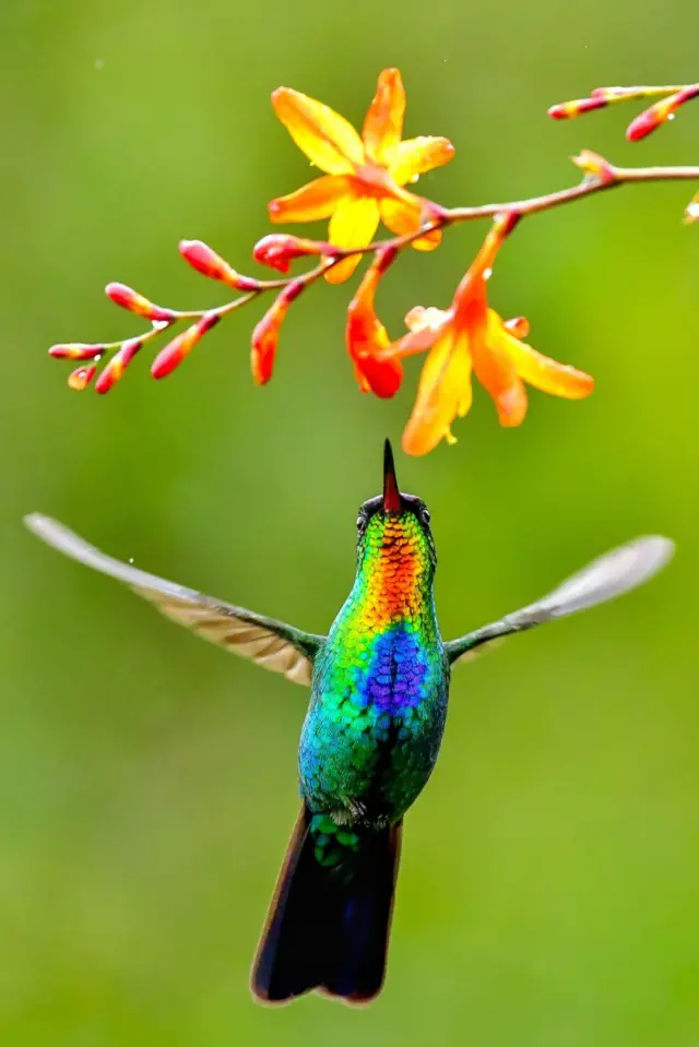 Colorido colibrí chupando nectar de una flor en Costa Rica