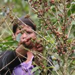 La roya acecha los cafetales de Nicaragua y El Niño propicia el desarrollo de la plaga